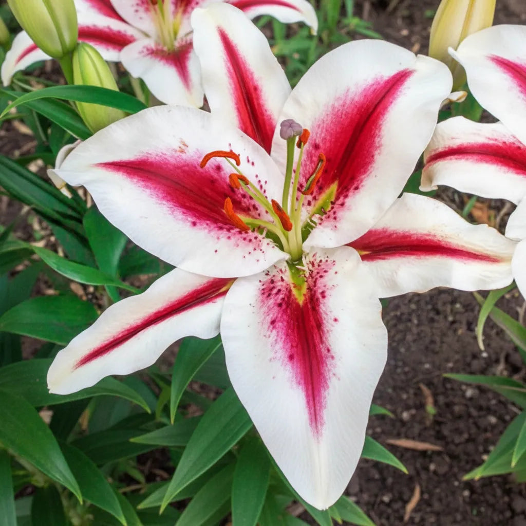 Crini Hachi din bulbi premium, flori spectaculoase alb-crem cu roz, pată centrală roșu-vișinie și puncte decorative, perfecte pentru grădini, jardiniere, amenajări peisagistice și flori tăiate