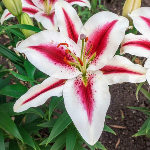 Crini_Hachi_din_bulbi_premium_1 - Fitza Florilor