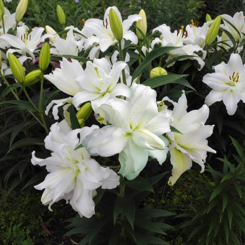 Crini_Lotus_Beauty_din_bulbi_premium - Fitza Florilor