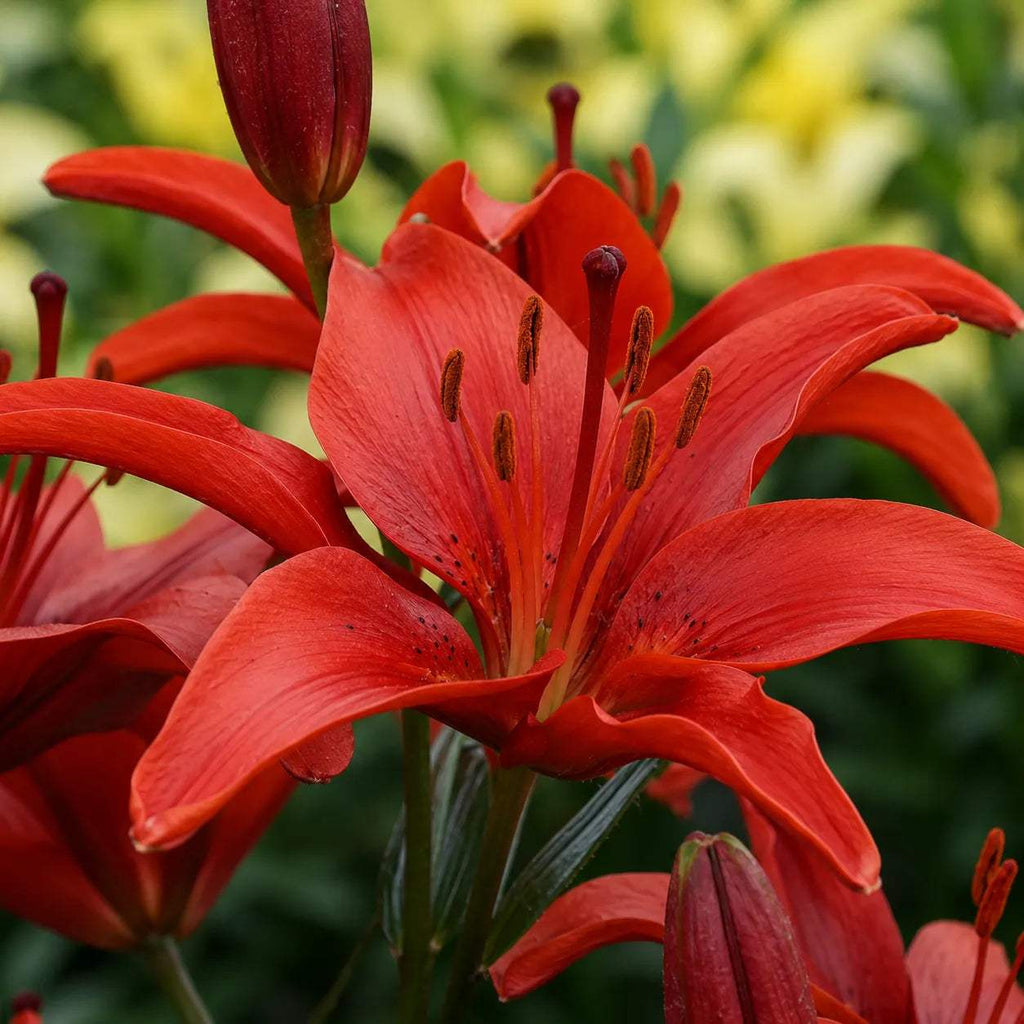 Crini_Red_County_din_bulbi_premium_3 - Fitza Florilor
