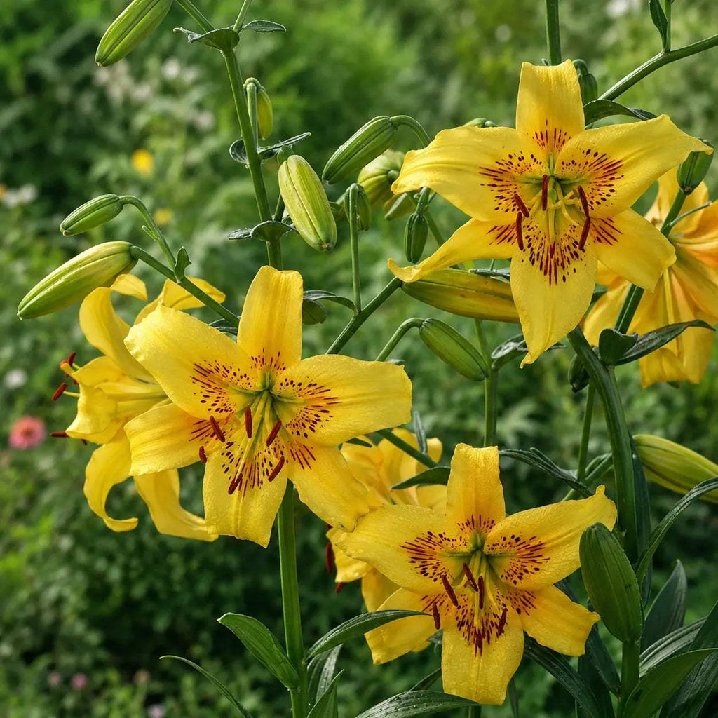 Crini_Yellow_Bruse_din_bulbi_premium_2 - Fitza Florilor
