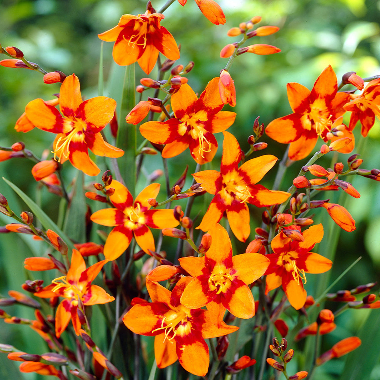 Bulbi de Crocosmia "Emily McKenzei", 3 Bucati