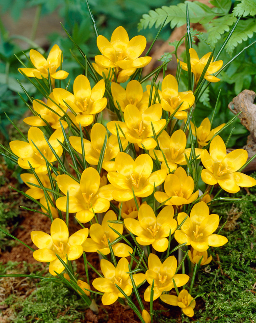 Bulbi de Branduse "Dorothy Chrysanthus", 5 Bucati