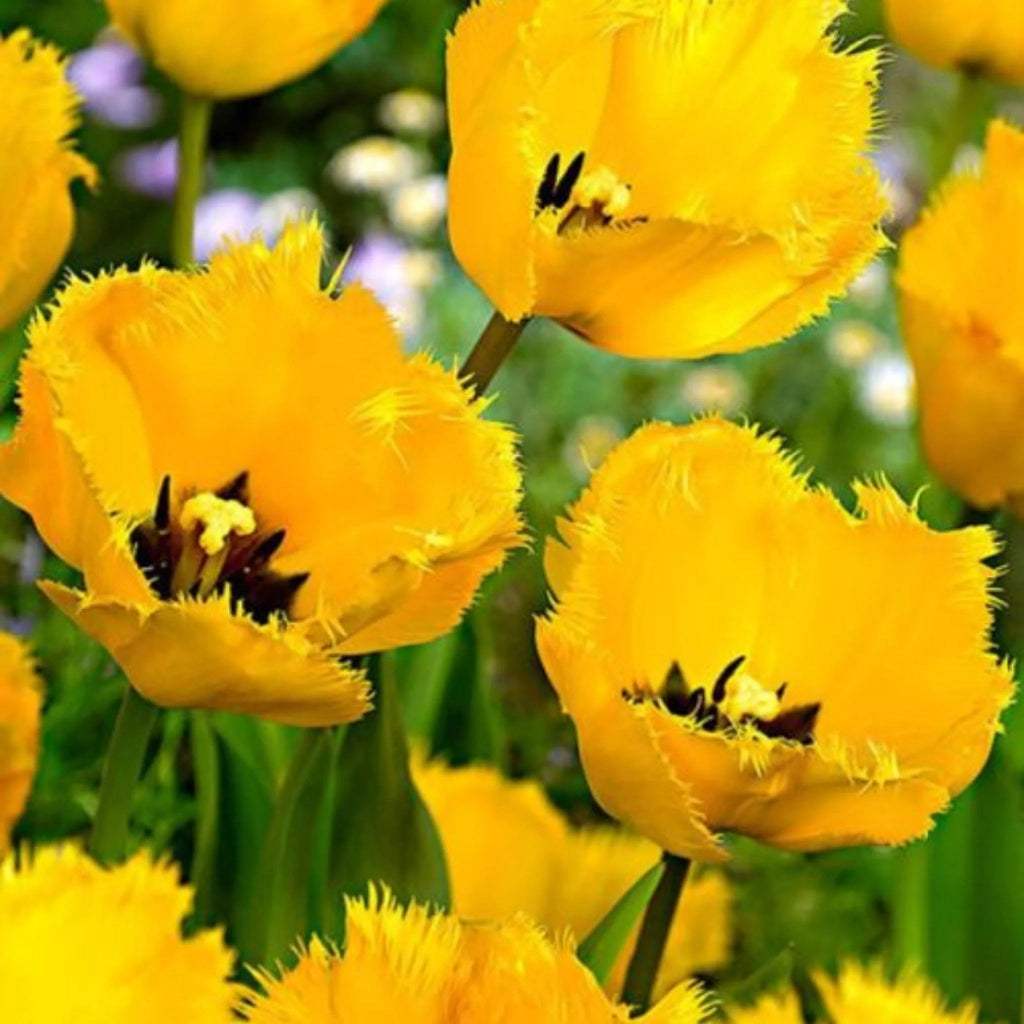 Crystal_Star_bulbi - Fitza Florilor