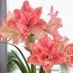 Bulbi de Amaryllis "Sweet Nymph", 1 Bucata