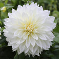 DETA-1745__84556_584d8989-d9eb-490a-b5d2-3f4a4f791be3 - Fitza Florilor