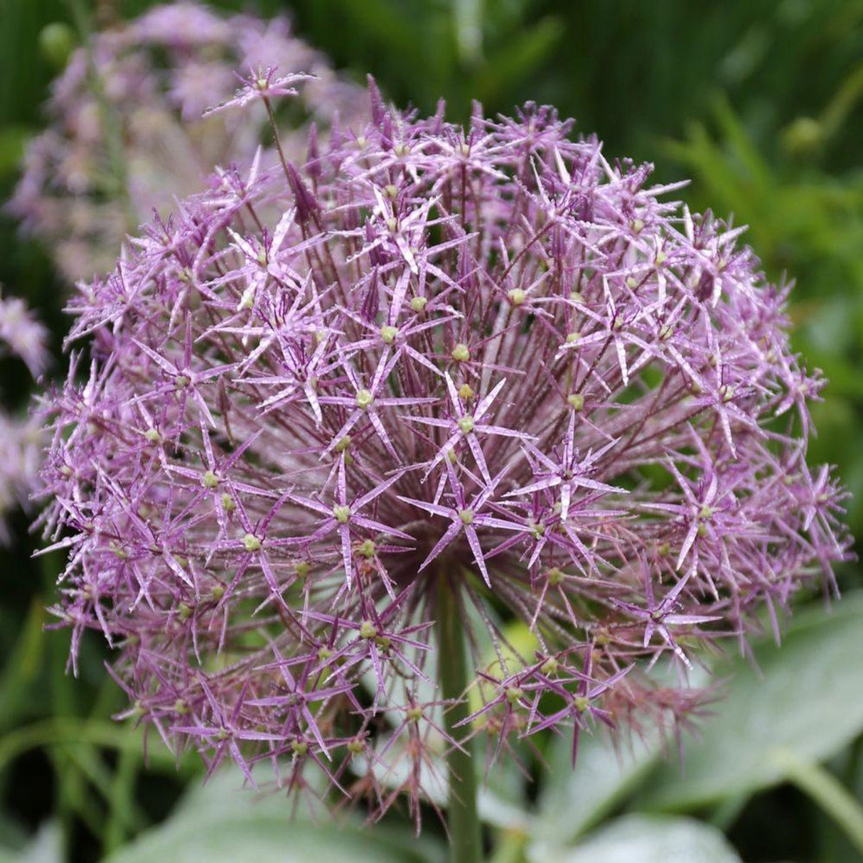 Bulbi de Allium "Christophii", 2 Bucati