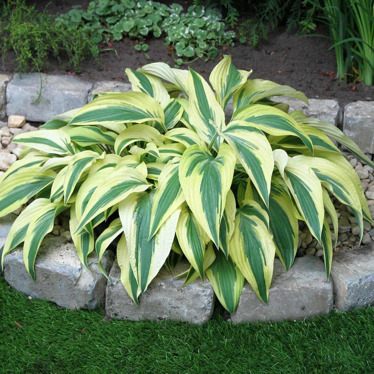 Bulbi de Hosta "Lakeside Dragonfly", 1 Bucata