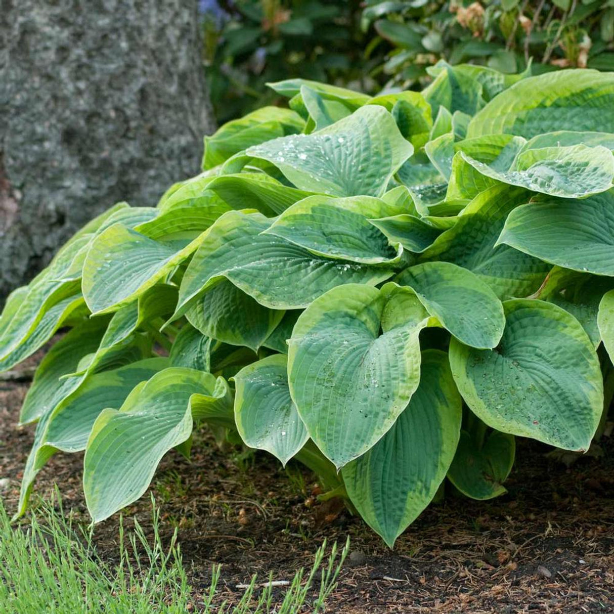 Bulbi de Hosta "Frances Williams", 1 Bucata