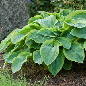 Bulbi de Hosta "Frances Williams", 1 Bucata