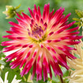 DETA-582__18636_59e06111-c74e-402d-aa65-f622b2adc9a1 - Fitza Florilor
