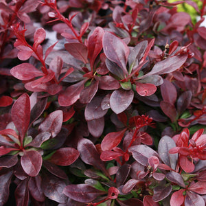 Berberis "Dracila", Mov, 80-100 cm, la Ghiveci de 10L, 1 Bucata