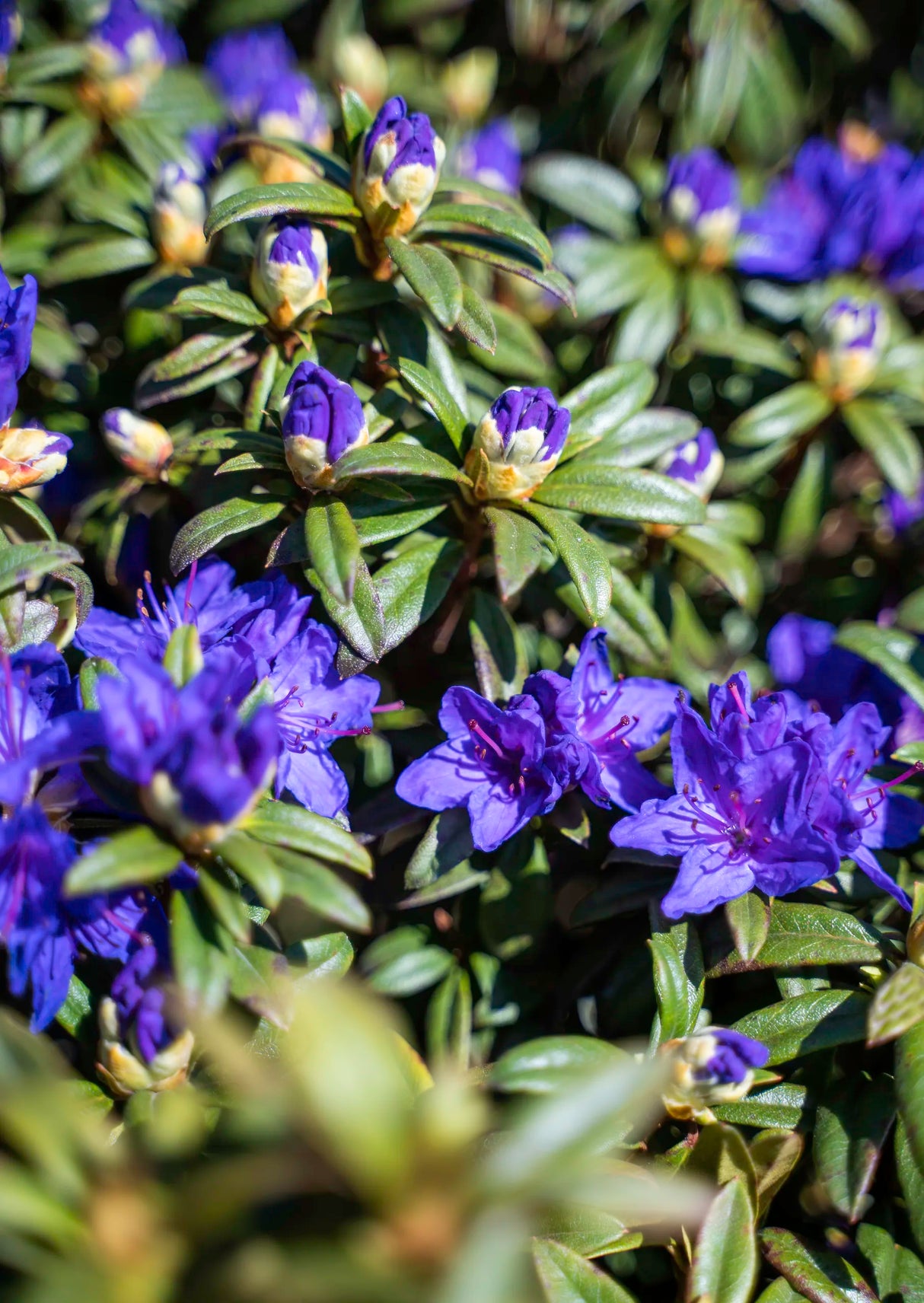 Rhododendron "Blue Balon",la Ghiveci, 1 Bucata