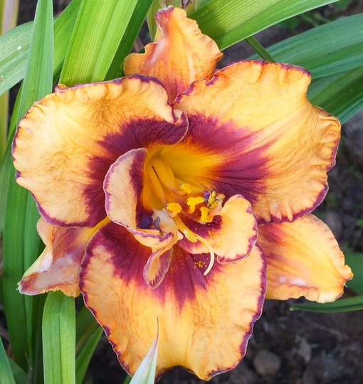 Bulbi de Hemerocallis "Exploded Pumpkin", Crin Salbatic, 1 Bucata