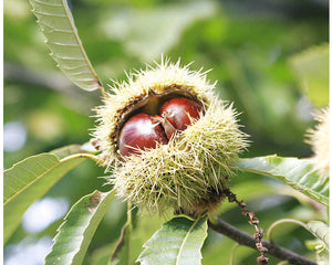 Castan Comestibil, Anul 2, 1 Bucata