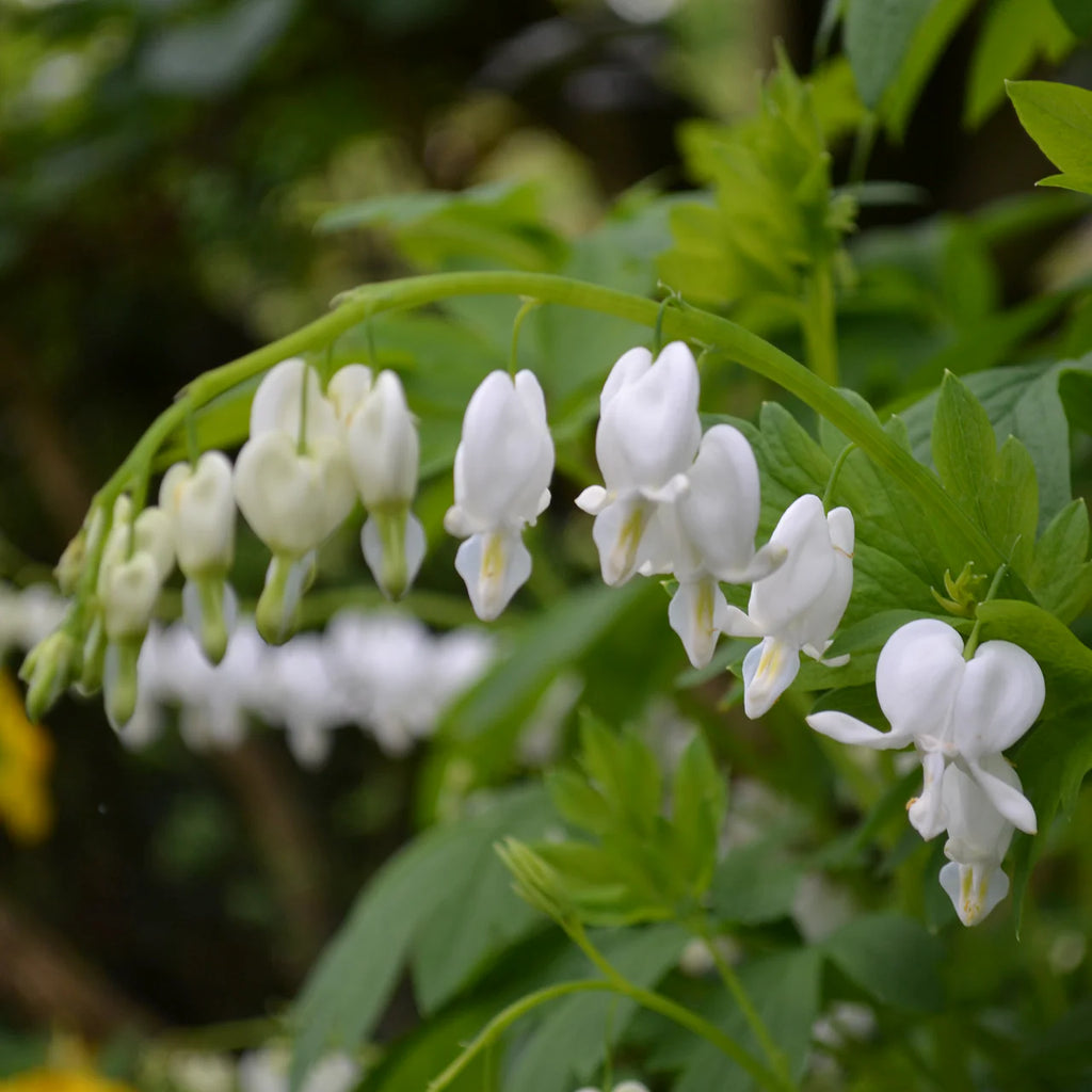Bulbi de Dicentra "Cerceii Doamnei", Alb