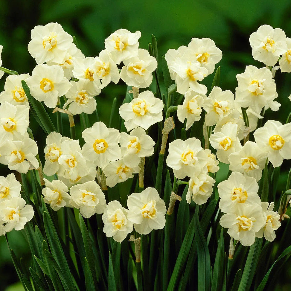 Bulbi Narcise White Cheerfulness 2 buc