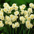 Bulbi Narcise White Cheerfulness 2 buc