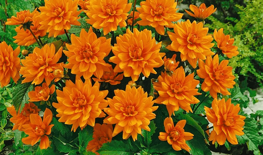 Dahlia-Decorativ-Nana-Berliner-Orange-850x500-proportionalsmallest - Fitza Florilor