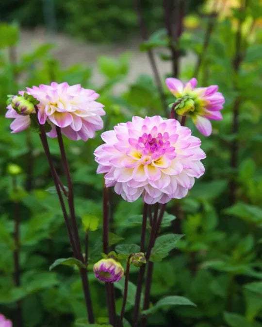 Dahlia-El-Paso-Tubers_0e2cad4b-8af5-4b31-9162-cca6b9cf7dcb - Fitza Florilor