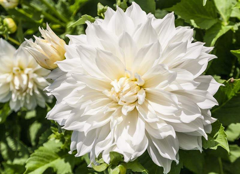 Dahlia-Fleurel_1a2d222e-14a8-4db7-9a4a-dd08b12ee972 - Fitza Florilor