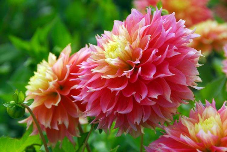 Dahlia-Kogane-Fubuki_336c5ff4-58a8-42f8-8d73-58e7f72cb297 - Fitza Florilor