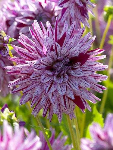 DahliaBlackberryRipple375x500_0d57d191-e9ed-4a6e-873a-5ace8a860cf8 - Fitza Florilor