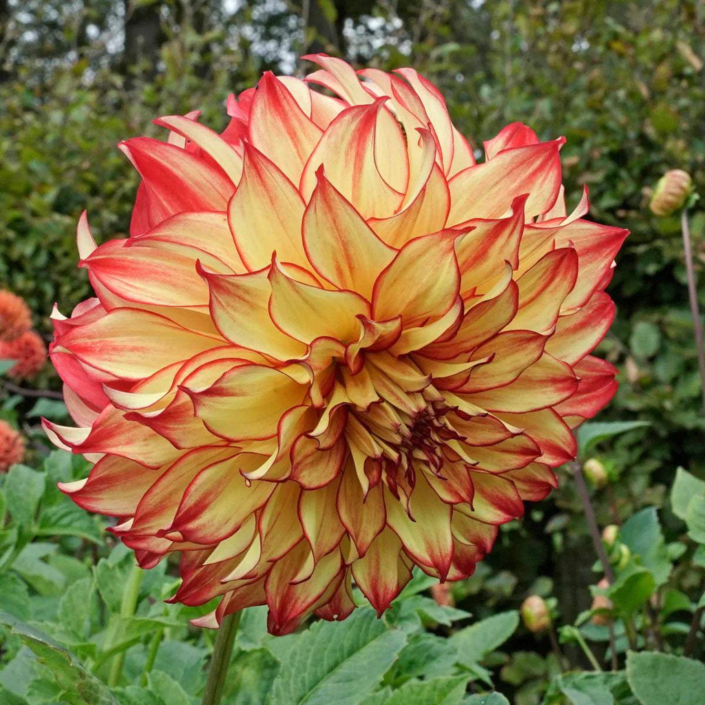 DahliaLadyDarlene1200a_8d660f4e-be22-49b5-bb5f-5f3542526387 - Fitza Florilor