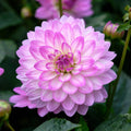 Dahlia_Bitsy_0014292__30755_9f385429-4794-4f07-a679-8593837c7afe - Fitza Florilor