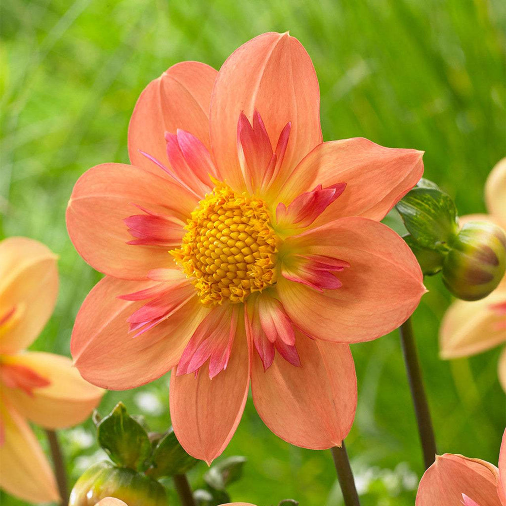 Dahlia_Collarette_Kelsey_Annie_Joy_0011440__52736_1d55afdd-fbbb-4126-b6eb-5f5e73f4fc53 - Fitza Florilor