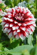 Dahlia_Duet_7_54a67b10-6b29-403a-8ab6-c4b3a44f95f7 - Fitza Florilor