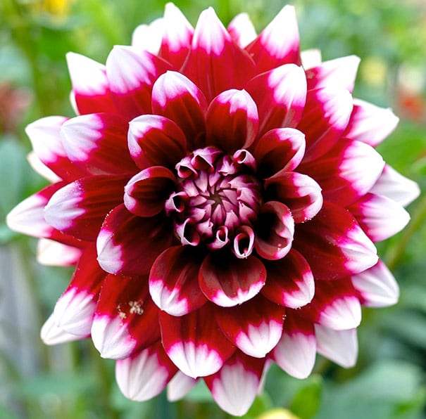 Dahlia_Duet_main_6eca2a40-ada0-48b8-a905-89f4d919341e - Fitza Florilor