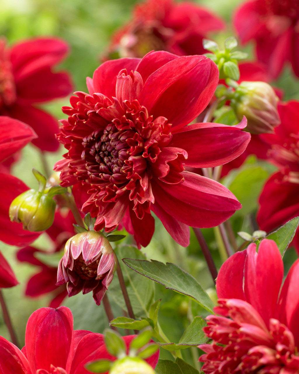Dahlia_Inca_0005245__68519_fa3c0abb-0d68-46b2-96ce-011b66112aec - Fitza Florilor
