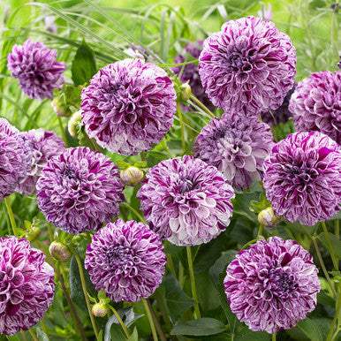Dahlia_Marble_Ball_0003453__49464_4f581579-e5c3-4f93-a33c-053fff076cdb - Fitza Florilor