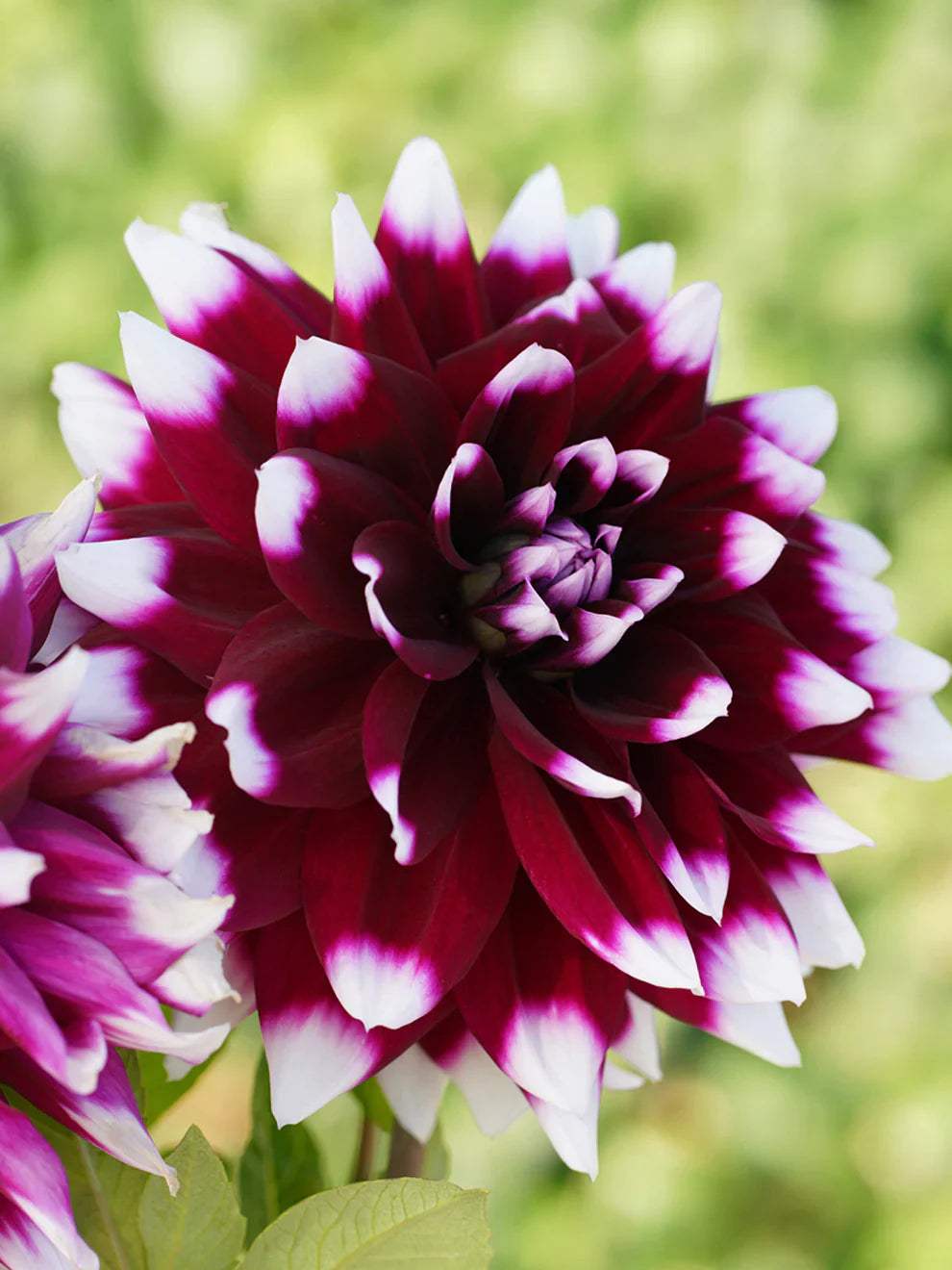 Dahlia_Mystery_Day-1_da405f3d-7b10-4054-a6a0-70f2ad947fa1 - Fitza Florilor