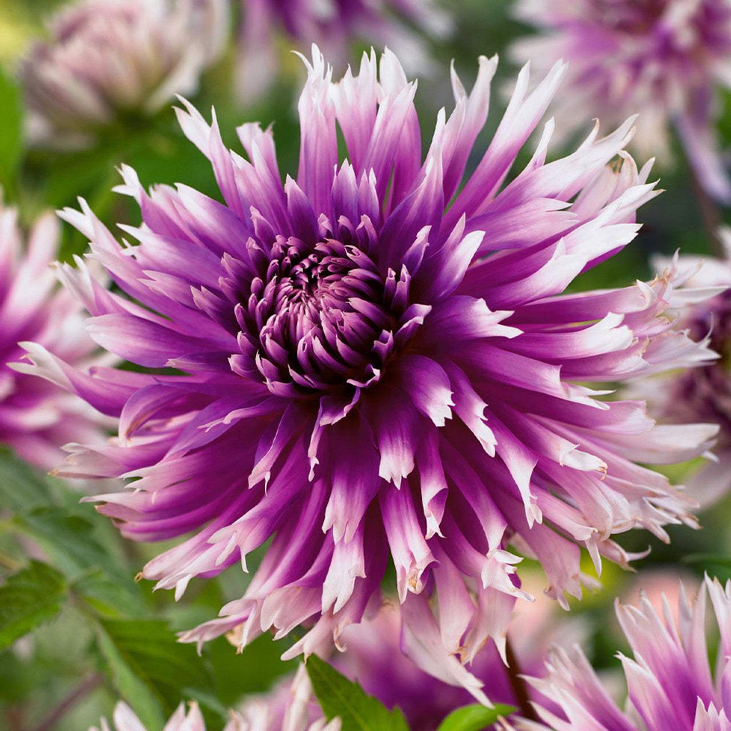 Dahlia_Table_Dancer_0009463__85926_60c26805-909f-452c-8033-636df37b6423 - Fitza Florilor