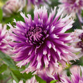 Dahlia_Table_Dancer_0009463__85926_60c26805-909f-452c-8033-636df37b6423 - Fitza Florilor