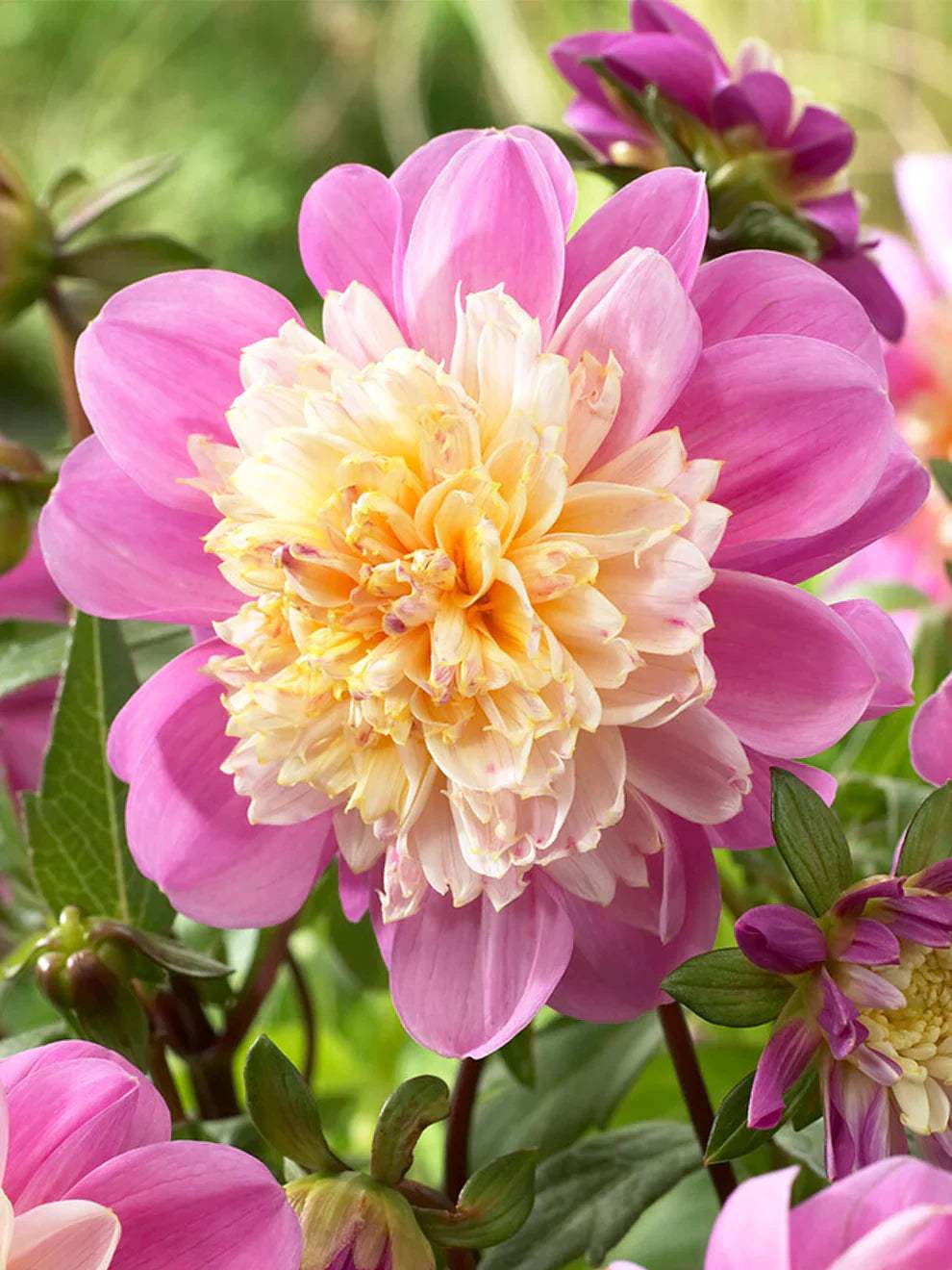 Dahlia_Take_Off-3_066c6f60-7c03-41d2-af46-c10b1efc5d23 - Fitza Florilor
