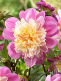 Dahlia_Take_Off-3_066c6f60-7c03-41d2-af46-c10b1efc5d23 - Fitza Florilor