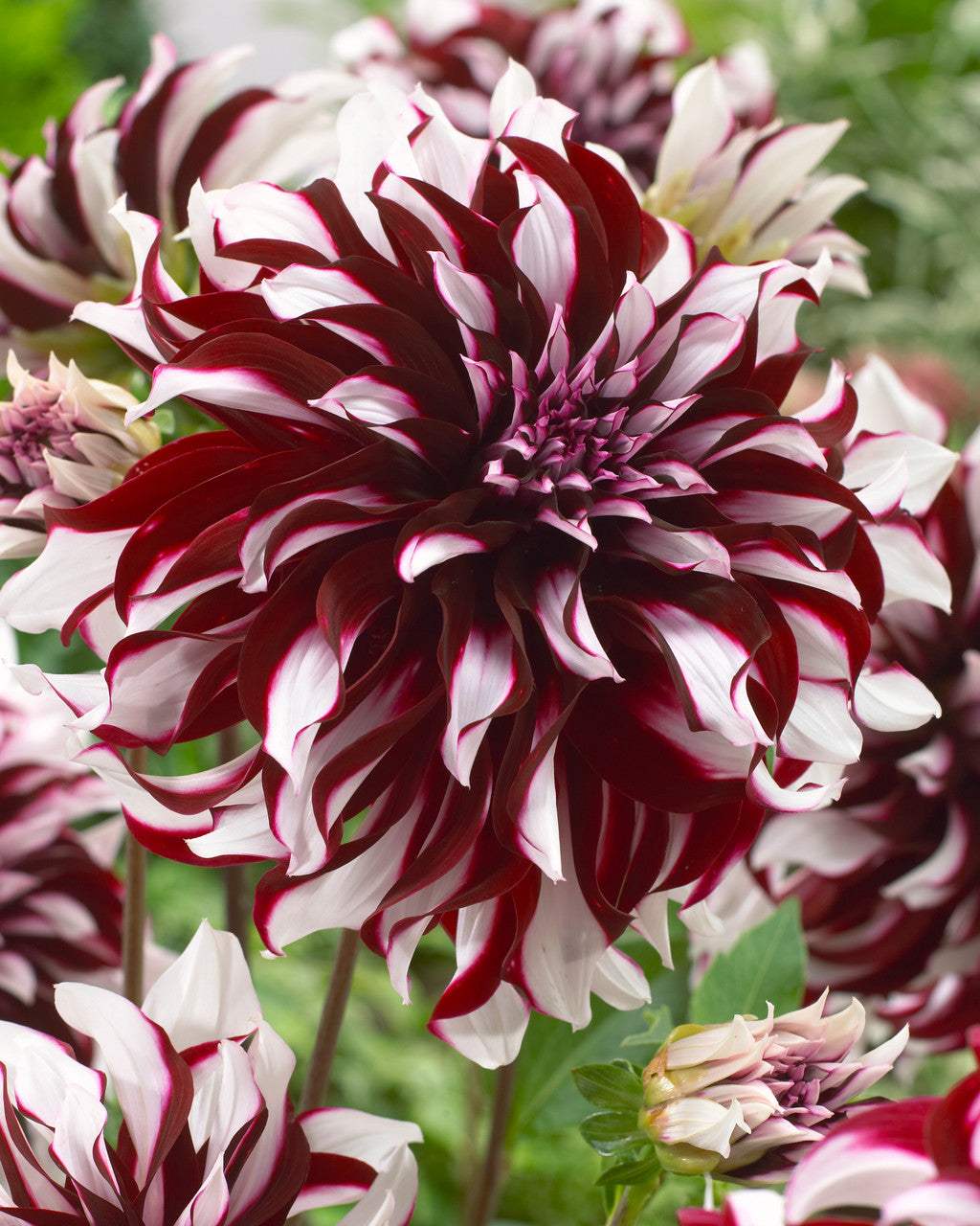 Dahlia_Tartan_0006717__61495_ab9a12b6-0203-4b96-a424-8ad6b55510cd - Fitza Florilor