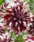 Dahlia_Tartan_0006717__61495_ab9a12b6-0203-4b96-a424-8ad6b55510cd - Fitza Florilor