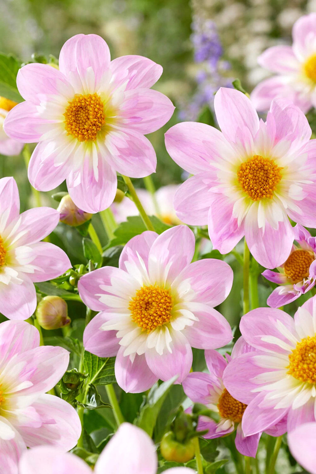 Dahlia_Teesbrooke_Audrey_1_791b2a70-6887-4c56-b115-4ff1bc6a9c18 - Fitza Florilor