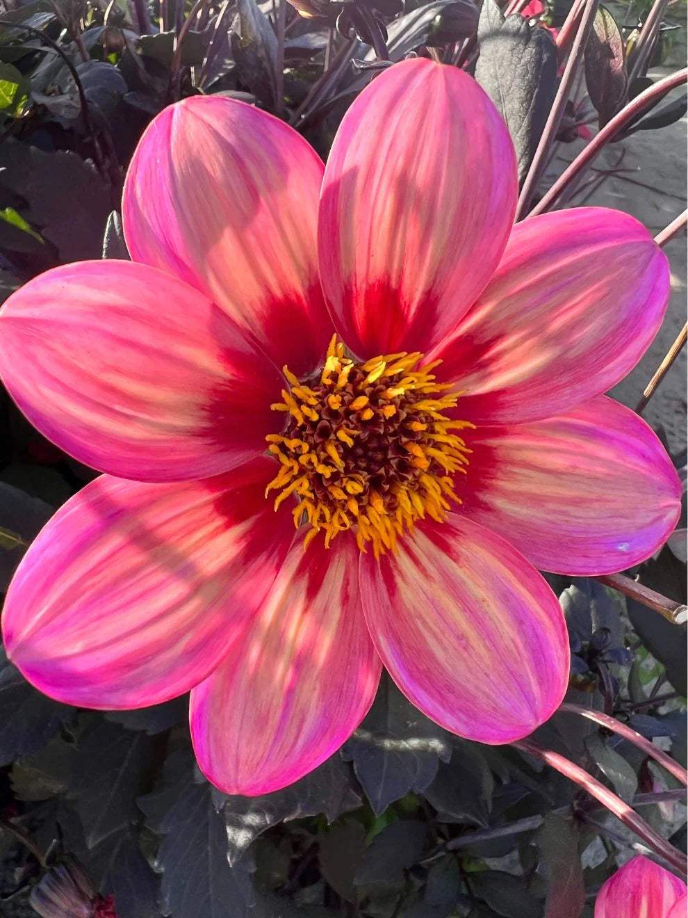 Dahlia_Tricolore-1_38209018-0bee-41c3-bcc2-f3c6093fac3f - Fitza Florilor