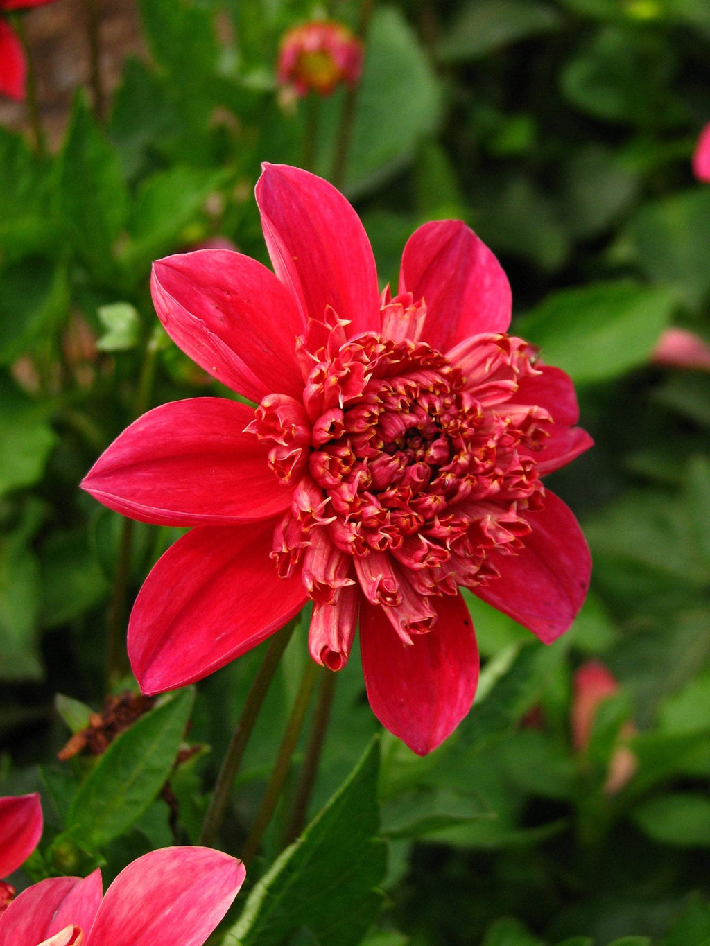 Dahlia__Inca__01_b634089e-9e67-4245-a3a9-ba357717b421 - Fitza Florilor