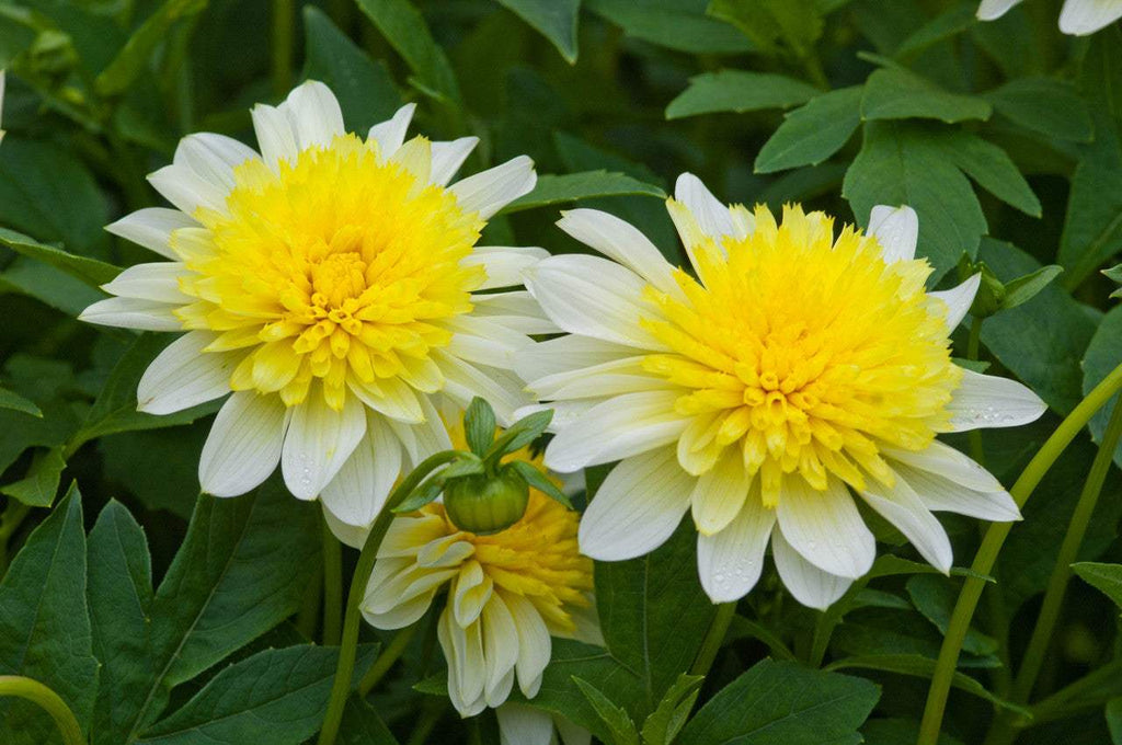 Dahlia_paso_doble_0013301__92752_8f3f8029-405e-4f5c-852d-e581b1221e09 - Fitza Florilor