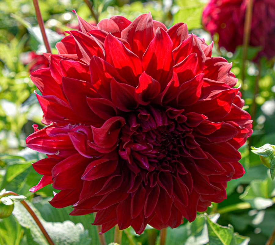 Dahlienfee_Dahlien_Dahlienzwiebeln_Dahlienknolle_Dahlienpflanze_BohemianSpartacus_1_18_ab3335b1-dfe2-40c4-8c4c-9de0af3d8d08 - Fitza Florilor