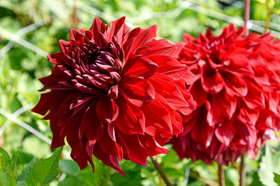 Dahlienfee_Dahlien_Dahlienzwiebeln_Dahlienknolle_Dahlienpflanze_Spartacus_2_361_af3f7332-1394-44be-b35c-99123a3e3648 - Fitza Florilor