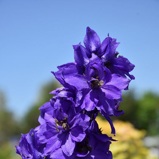 Delphinium Magic Fountains Dark Blue Dark Bee (Nemtisor), 1 bucata