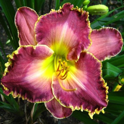 Bulbi de Hemerocallis "David Kirchoff", Crin Salbatic, 1 Bucata