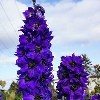 Delphinium Magic Fountains Dark Blue Dark Bee (Nemtisor), 1 bucata